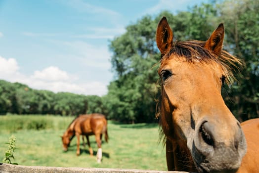 Closeup of brown horse in green field
