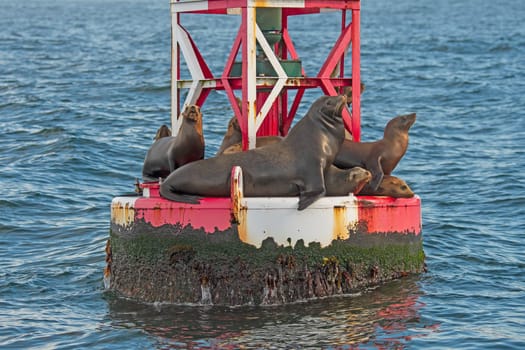 California Sea Lions Hanging out on a Buoy Near Morro Bay California