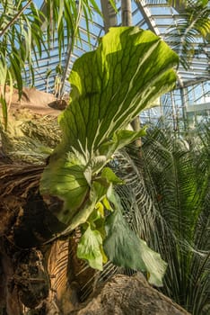 Beautiful tropical plants in the Palmengarten in Frankfurt, Germany