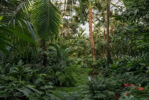 Beautiful tropical plants in the Palmengarten in Frankfurt, Germany
