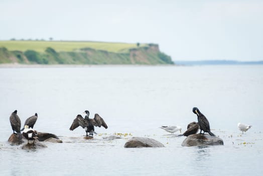 Cormorants (Phalacrocorax carbo) resting and drying their feathers