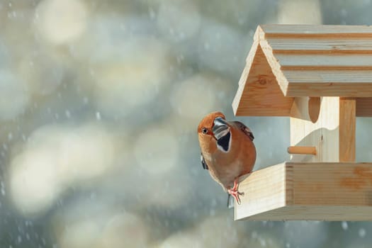 Hawfinch (Coccothraustes coccothraustes) in the bird feeder