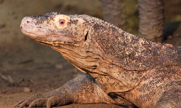 Monitor lizard is the common name of several large lizard species, comprising the genus Varanus.   Die Warane (Varanus) bilden eine etwa 79 Arten umfassende Gattung der Schuppenkriechtiere (Squamata).