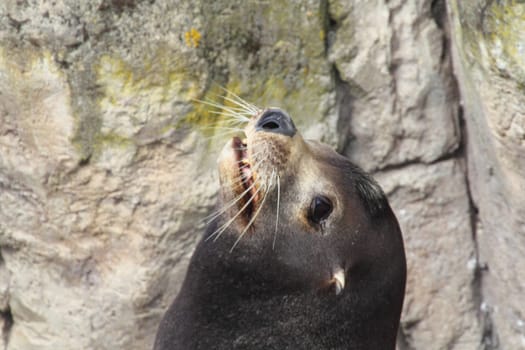 The California sea lion (Zalophus californianus) is a coastal eared seal native to western North America.Der Kalifornische Seelöwe (Zalophus californianus) ist eine Ohrenrobbe, (Otariidae).