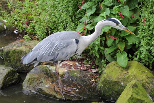 The Great Blue Heron (Ardea cinerea) is a bird species from the order of the Ciconiiformes.Der Graureiher oder Fischreiher (Ardea cinerea) ist eine Vogelart aus der Ordnung der Schreitvögel (Ciconiiformes).