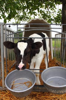 A few days old calf in his food box.Ein wenige Tage altes Kalb in seiner Futterbox.
