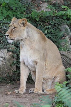 The Asiatic lion (Panthera leo leo) is a lion population in Gujarat, India, which is listed as Endangered on the IUCN Red List because of its small population size.Der Asiatische Löwe (Panthera leo persica), auch Persischer Löwe oder Indischer Löwe genannt, ist eine Unterart des Löwen