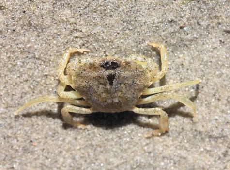 Close-up of a little beach crab (Carcinus maenas).Nahaufnahme von einer kleinen Strandkrabbe (Carcinus maenas).