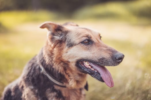Portrait of mixed old breed dog outdoors. Adult germany shepherd collie mix.