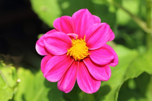 The dahlia (Dahlia), is a genus of flowering plants in the sunflower family (Asteraceae).Die Dahlie (Dahlia), ist eine Pflanzengattung in der Familie der Korbblütler (Asteraceae).