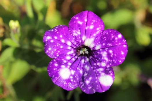 The petunia (Petunia) are a genus of the family Solanaceae.Die Petunien (Petunia) sind eine Gattung der Familie der Nachtschattengewächse.