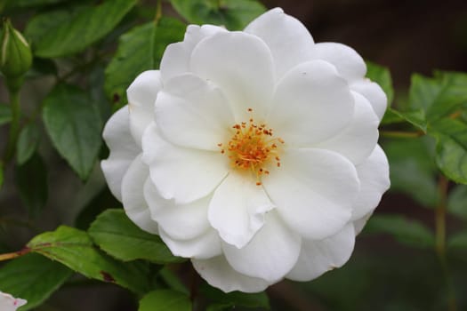 Hedge Rose, dogs-Rose, (Rosa canina), Rosehip, Rose, Bloom, Wild Rose, Blume, plant, white, nature, close-up, Flora, Buschrose, blooming, petals,.Die Hecken-Rose (Rosa corymbifera), auch Busch-Rose genannt, ist eine Pflanzenart aus der Gattung Rosen (Rosa).