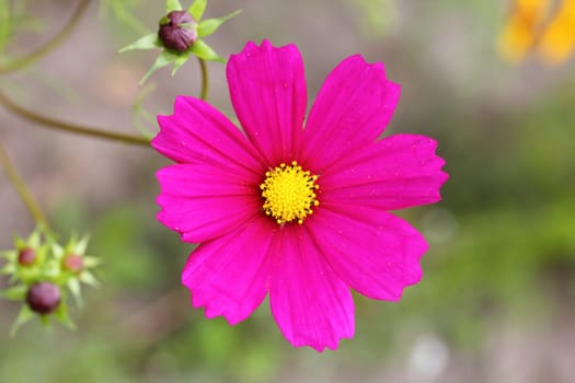 Silene dioica (syn. Melandrium rubrum),  is a herbaceous flowering plant in the family Caryophyllaceae.Die Rote Lichtnelke (Silene dioica),  ist eine Pflanzenart aus der Gattung Leimkräuter (Silene).