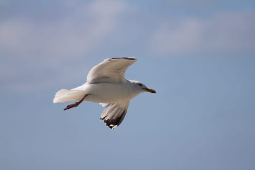 Close-up of a flying gull, with blue sky background .Nahaufnahme einer fliegenden Silbermöwe, mit blauem Himmel im Hintergrund.