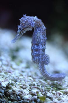Seahorse is the name given to 54 species of small marine fishes in the genus Hippocampus. "Hippocampus"" comes from the Ancient Greek word hippos  meaning ""horse"" and kampos  meaning ""sea monster"".Die Seepferdchen (wissenschaftlich seit den 1570er Jahren Hippocampus, nach dem mythologischen Meeresungeheuer Hippokamp) gehören zu den Fischen"