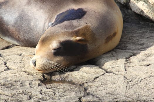 The California sea lion (Zalophus californianus) is a coastal eared seal native to western North America.Der Kalifornische Seelöwe (Zalophus californianus) ist eine Ohrenrobbe, (Otariidae).