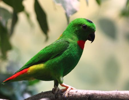 The blue-crowned hanging parrot (Loriculus galgulus) is a small mainly green parrot found in forested lowlands in southern Burma and Thailand, Malaya, Singapore, and Indonesia.Das Blaukrönchen (Loriculus galgulus) ist eine Art der Eigentlichen Papageien (Psittacidae). Namensgebend ist der blaue Scheitel am Kopf, der bei den Männchen vorhanden ist