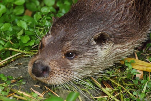 The Eurasian otter (Lutra lutra), also known as the European otter, Eurasian river otter, common otter, and Old World otter, is a semiaquatic mammal native to Eurasia..Der Fischotter (Lutra lutra) ist ein an das Wasserleben angepasster Marder, der zu den besten Schwimmern unter den Landraubtieren zählt.