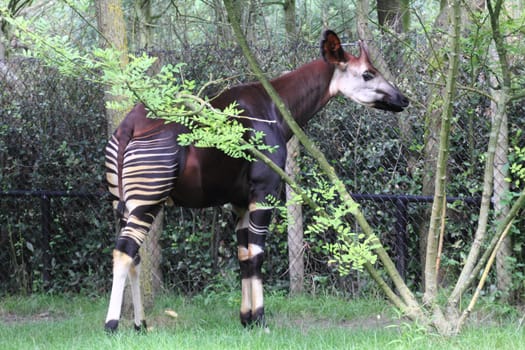 The okapi (Okapia johnstoni) is a giraffid artiodactyl mammal native to the northeast of the Democratic Republic of the Congo .yDas Okapi (Okapia johnstoni), manchmal auch Waldgiraffe genannt, ist ein Paarhufer aus der Familie der Giraffenartigen.