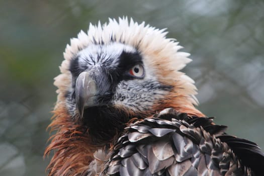 The bearded vulture (Gypaetus barbatus), also known as the lammergeier or ossifrage, is a bird of prey and the only member of the genus Gypaetus.Der Bartgeier (Gypaetus barbatus) oder Lämmergeier ist ein Greifvogel aus der Familie der Habichtartigen (Accipitridae).