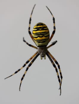 Argiope bruennichi (wasp spider) is a species of orb-web spider distributed throughout central Europe, northern Europe, north Africa, parts of Asia, the Azores archipelago.Die Wespenspinne (Argiope bruennichi) (auch Zebraspinne, Tigerspinne oder Seidenbandspinne) ist eine Spinne aus der Familie der Echten Radnetzspinnen