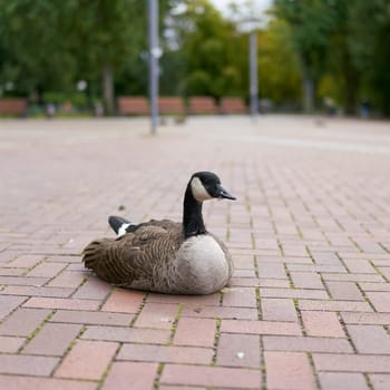 Canada goose Branta canadensis on a footpath in the new habitat in the Berlin district of Spandau