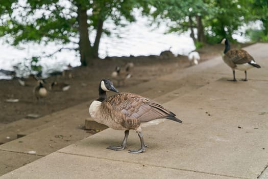 Canada goose Branta canadensis on a footpath in the new habitat in the Berlin district of Spandau