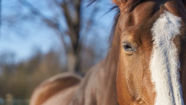 Close up of horse head with space for text on left side
