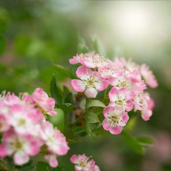 Pink flowering single seeded hawthorn, Crataegus monogyna during flowering in spring in a park