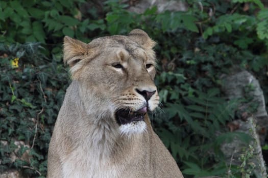 The Asiatic lion (Panthera leo leo) is a lion population in Gujarat, India, which is listed as Endangered on the IUCN Red List because of its small population size.Der Asiatische Löwe (Panthera leo persica), auch Persischer Löwe oder Indischer Löwe genannt, ist eine Unterart des Löwen