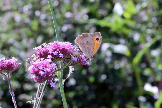 Grosses Ochsenauge (Maniola jurtina) auf der Blüte einer Minze (Mentha