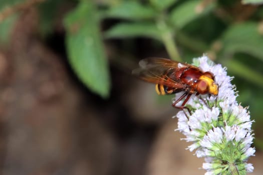 Hornissenschwebfliege (Volucella zonaria), auch Große Waldschwebfliege, Riesen-Hummelschwebfliege oder Gürtelschwebfliege an der Blüte einer Minze (Mentha)