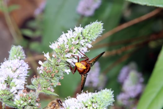 Hornissenschwebfliege (Volucella zonaria), auch Große Waldschwebfliege, Riesen-Hummelschwebfliege oder Gürtelschwebfliege an der Blüte einer Minze (Mentha)