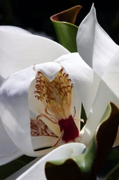 Blüte der Immergrünen Magnolie (Magnolia grandiflora)