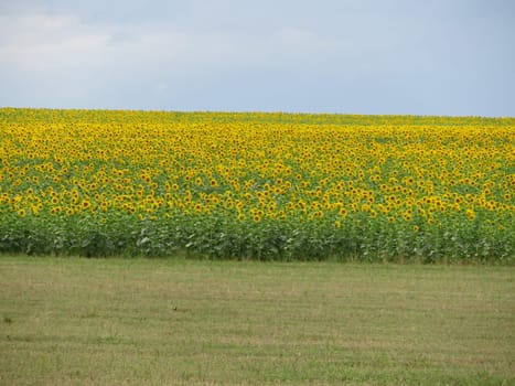 sunflower flower seeds natural food yellow large field sun