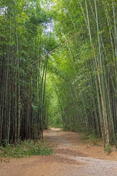 Winding Trail Through a Bamboo Forest in Cherokee North Carolina