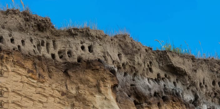 Swallows for swallows on the cliffs of Ahrenshoop city on the Baltic Sea peninsula Darss in Germany in summer.