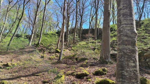 Old vineyards in Rosport in the Moselle Valley on the border between Luxembourg and Germany on the hiking trail "Hoelt R7 - In the footsteps of the white woman"""