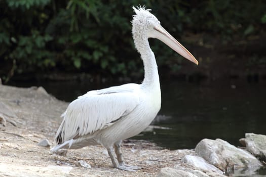 The Dalmatian pelican (Pelecanus crispus) is a massive member of the pelican family.Der Krauskopfpelikan (Pelecanus crispus) gehört zur Familie der Pelikane (Pelecanidae).