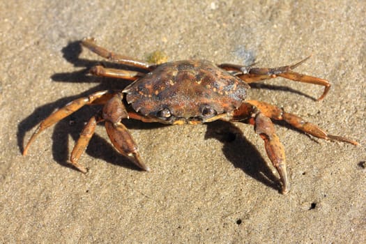 Close-up of a little beach crab (Carcinus maenas).Nahaufnahme von einer kleinen Strandkrabbe (Carcinus maenas).