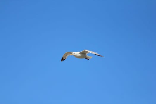 Close-up of a flying gull, with blue sky background .Nahaufnahme einer fliegenden Silbermöwe, mit blauem Himmel im Hintergrund.