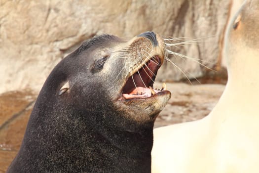 The California sea lion (Zalophus californianus) is a coastal eared seal native to western North America.Der Kalifornische Seelöwe (Zalophus californianus) ist eine Ohrenrobbe, (Otariidae).
