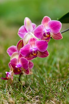 Beautiful pink orchid  - phalaenopsis