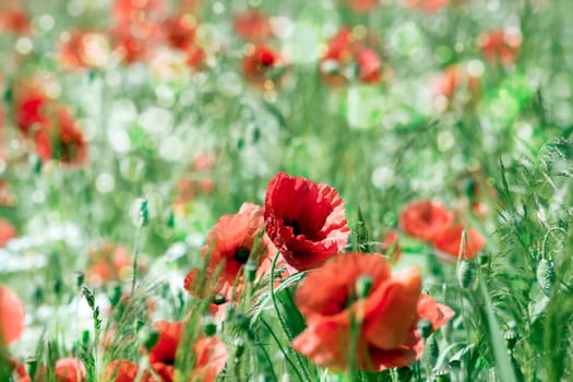 in the meadow - wild poppy flowers - soft focus