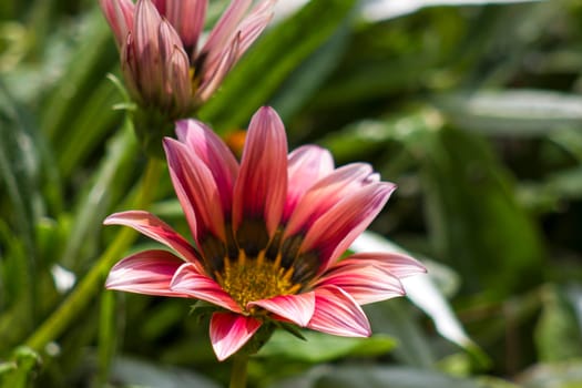african daisy flower.Gazania flower red flowers (South African daisies - Gazania rigens)