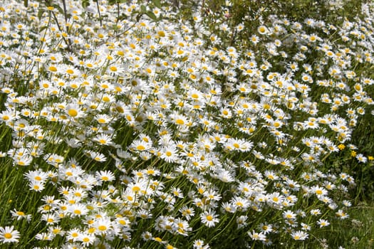 Ox-eye Daisy (Leucanthemum vulgare) in garden - close up