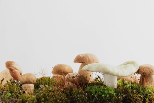 Composition with editable brown boletus edulis mushrooms stand on green moss or grass isolated on studio pastel beige background. Autumn harvest, hobby concept. Wild porcini, cep close up. Copy space