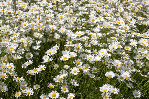 Ox-eye Daisy (Leucanthemum vulgare) in garden - close up