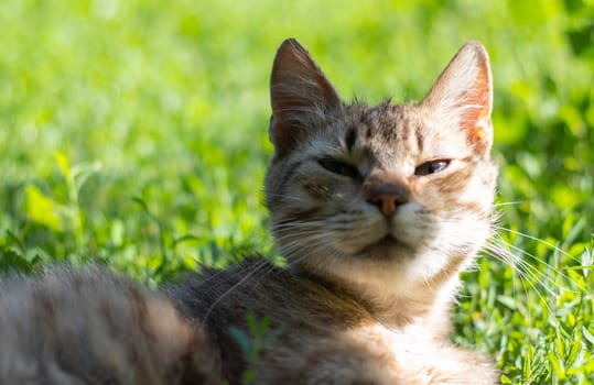 Close-up of a cat with green eyes lies in the grass. Curious cat looks around on the street, close-up. Funny beautiful cat poses for the camera on a summer sunny day. Animal love concept