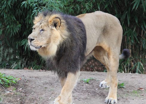 The Asiatic lion (Panthera leo leo) is a lion population in Gujarat, India, which is listed as Endangered on the IUCN Red List because of its small population size.Der Asiatische Löwe (Panthera leo persica), auch Persischer Löwe oder Indischer Löwe genannt, ist eine Unterart des Löwen